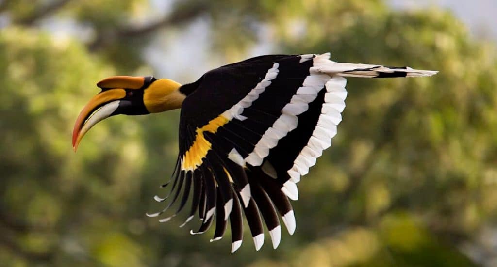 Ouwehands Zoo: Streit um Nashornvögel beigelegt