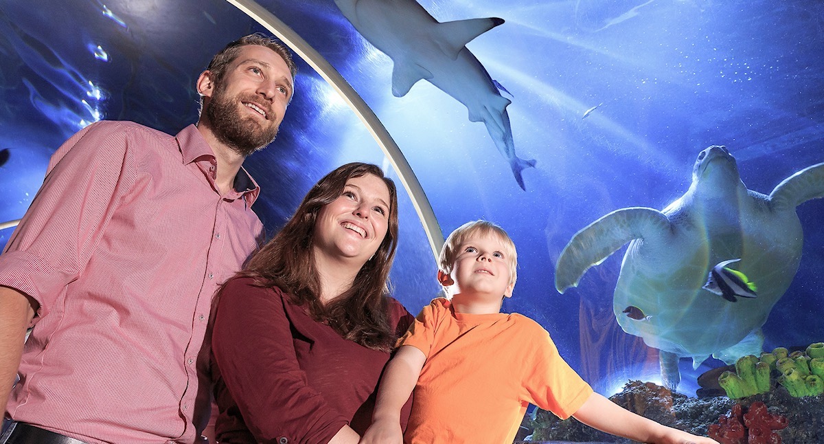 SEA LIFE Timmendorfer Strand bietet Animal Crossing: New Horizons