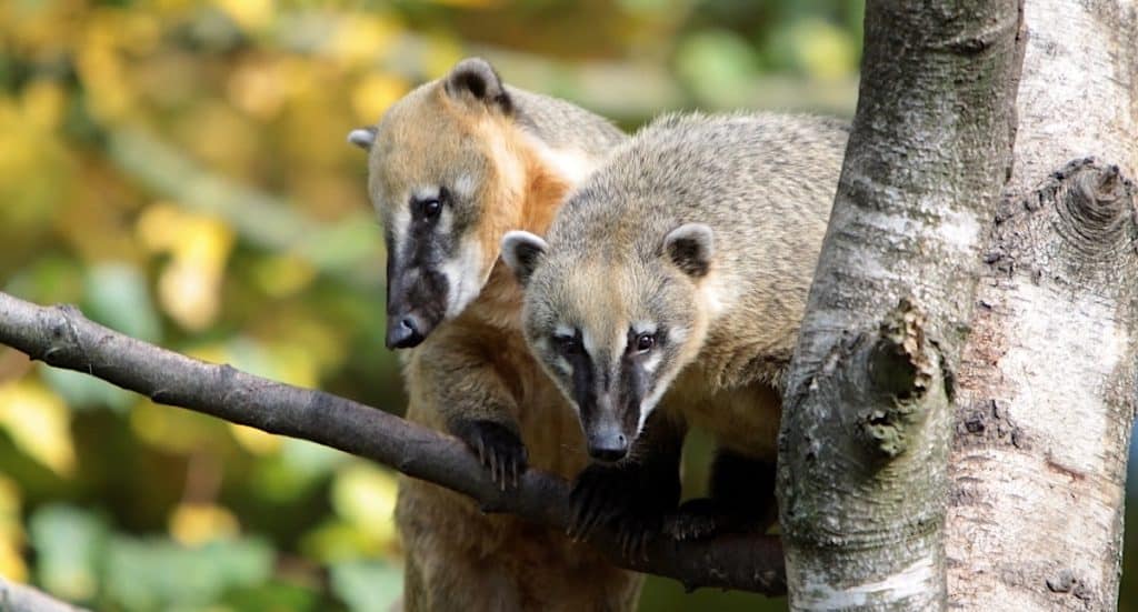 Tiergarten Schönbrunn: Kleine Nasenbären erobern die Herzen