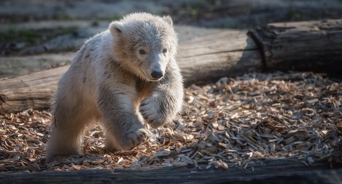 Tierpark Berlin: „Tag der Brandenburger“ ermöglicht 20 Prozent Rabatt