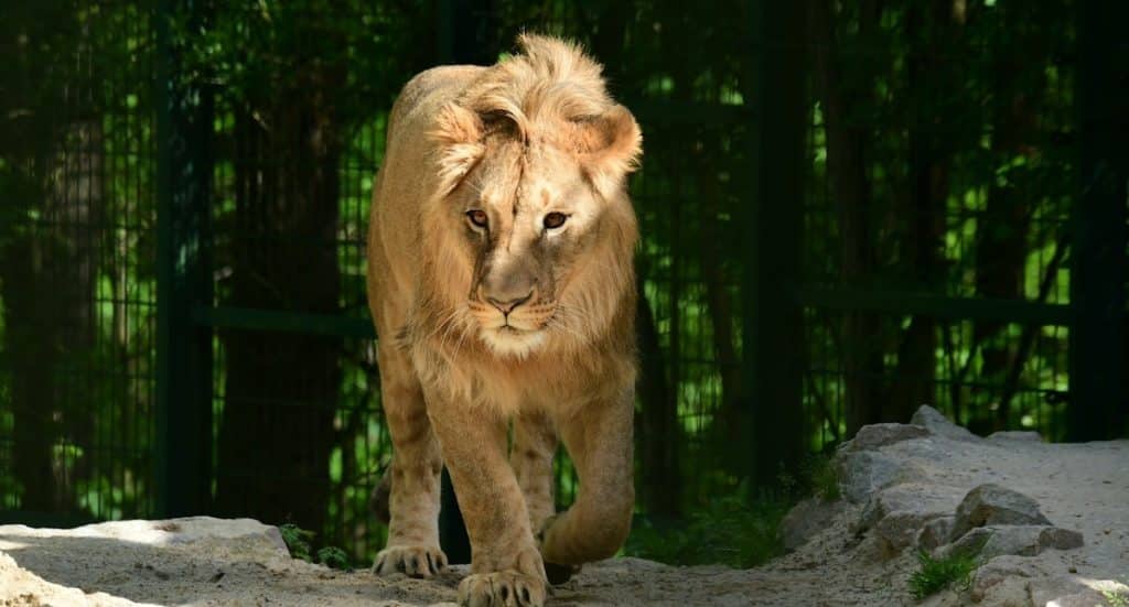 Tierpark Gera Gutschein: Freikarte für Kinder in Saison 2025