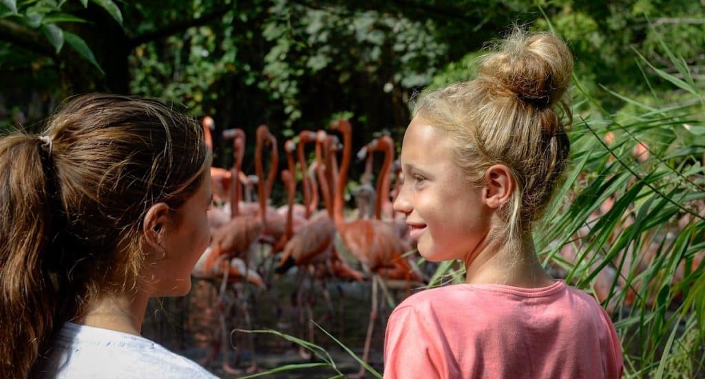 Vogelpark Avifauna: Geiertal „Umvikeli“ beheimatet Rüppellgeier