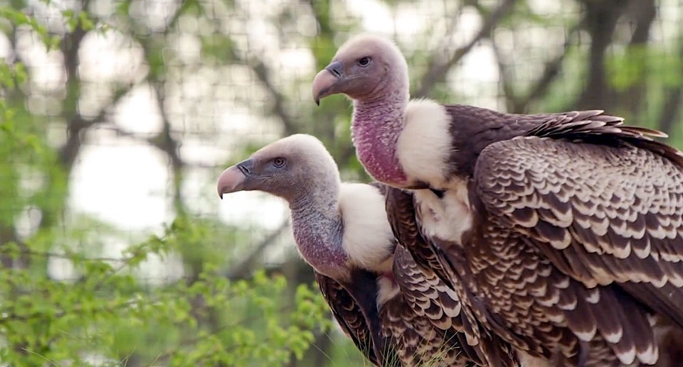 Vogelpark Avifauna Rüppellgeier
