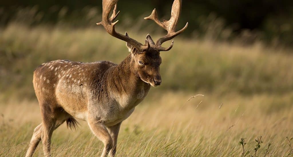 Wildpark Johannismühle Gutschein: Tickets mit 32 Prozent Rabatt