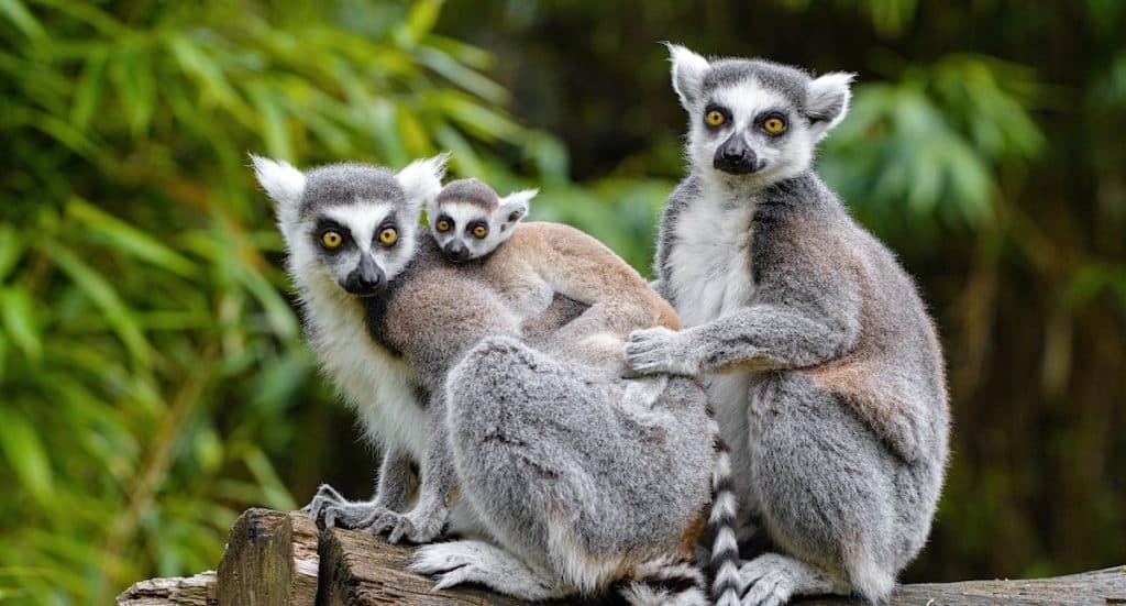 Zoo Duisburg: Modellansicht der neuen Zooterrassen vorgestellt