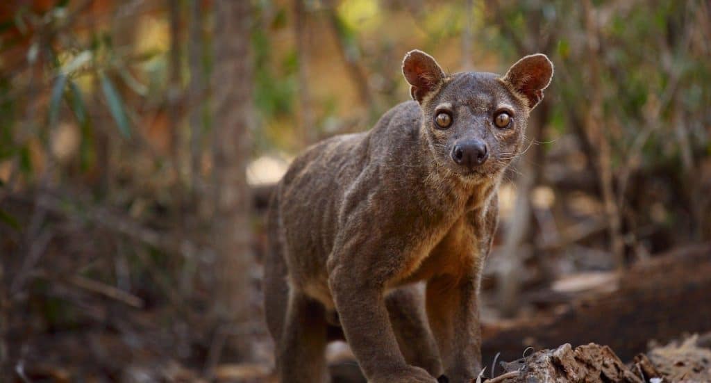 Zoo Duisburg: Zukunft der Fossa durch Warmhaus gesichert