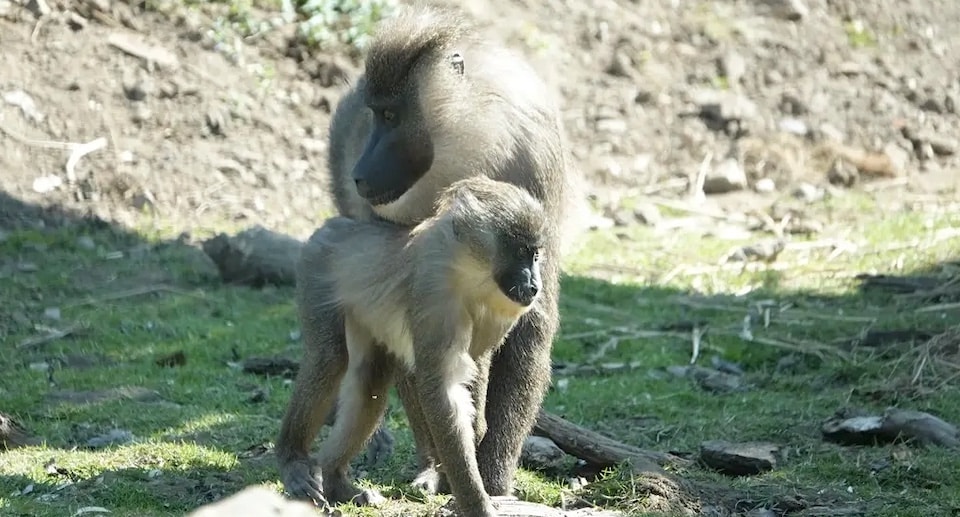 Zoo Osnabrück „Drill-Tag“ am 4. Mai 2025