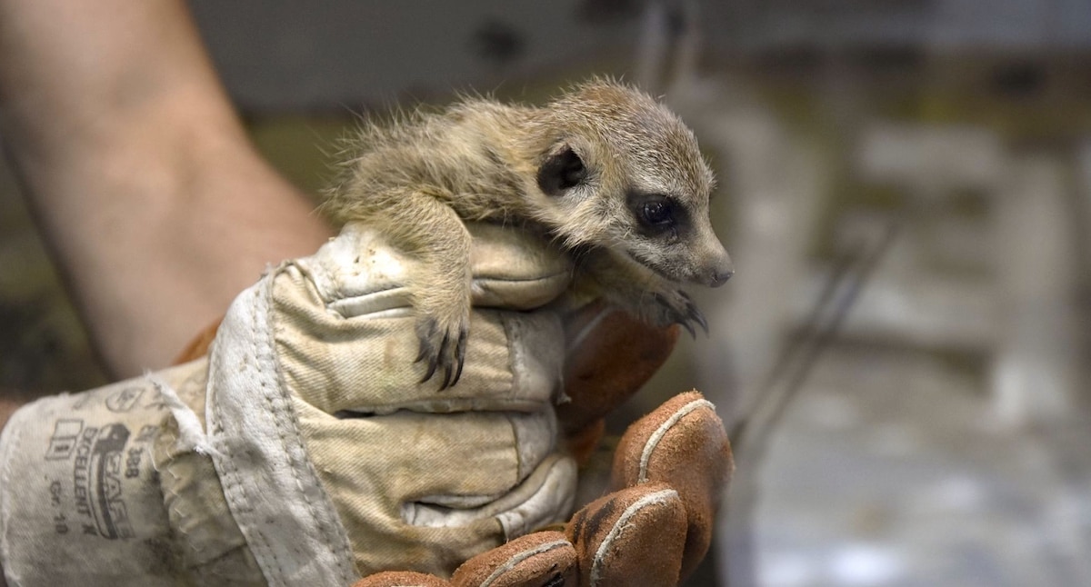Zoo Osnabrück: „Drill-Tag“ am 4. Mai 2025 angekündigt