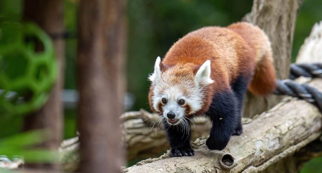 Zoo Rostock: Kindertag am 1. Juni 2025