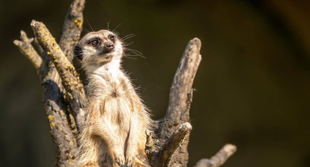 Burgers’ Zoo: Urzeitgiganten warten auf kleine und große Besucher