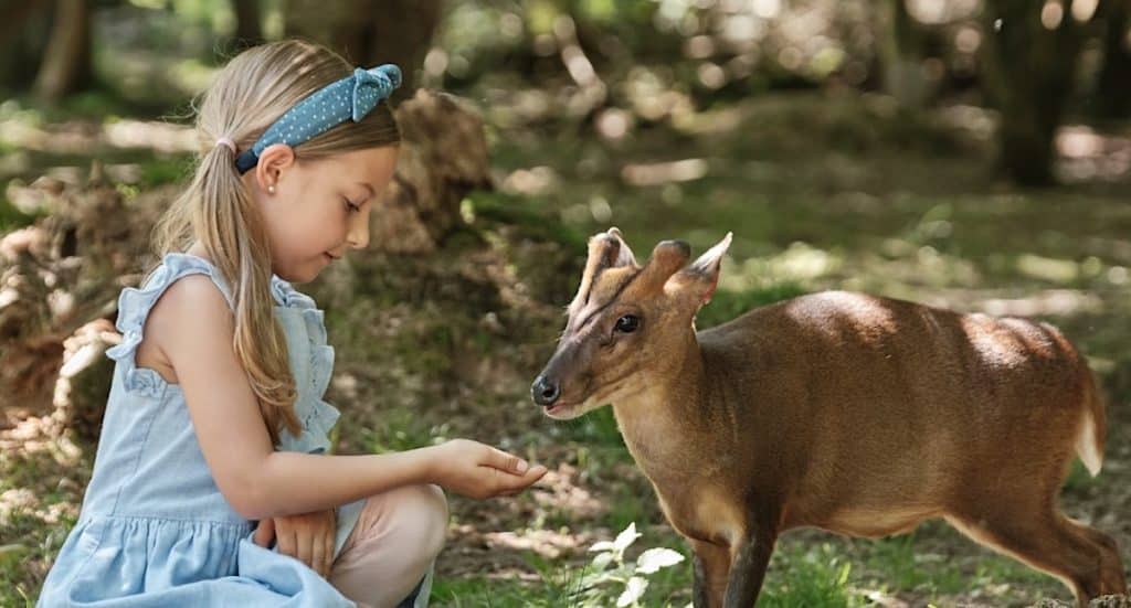 Erlebnispark Tripsdrill: Hirschbrunft als Spektakel im Herbst