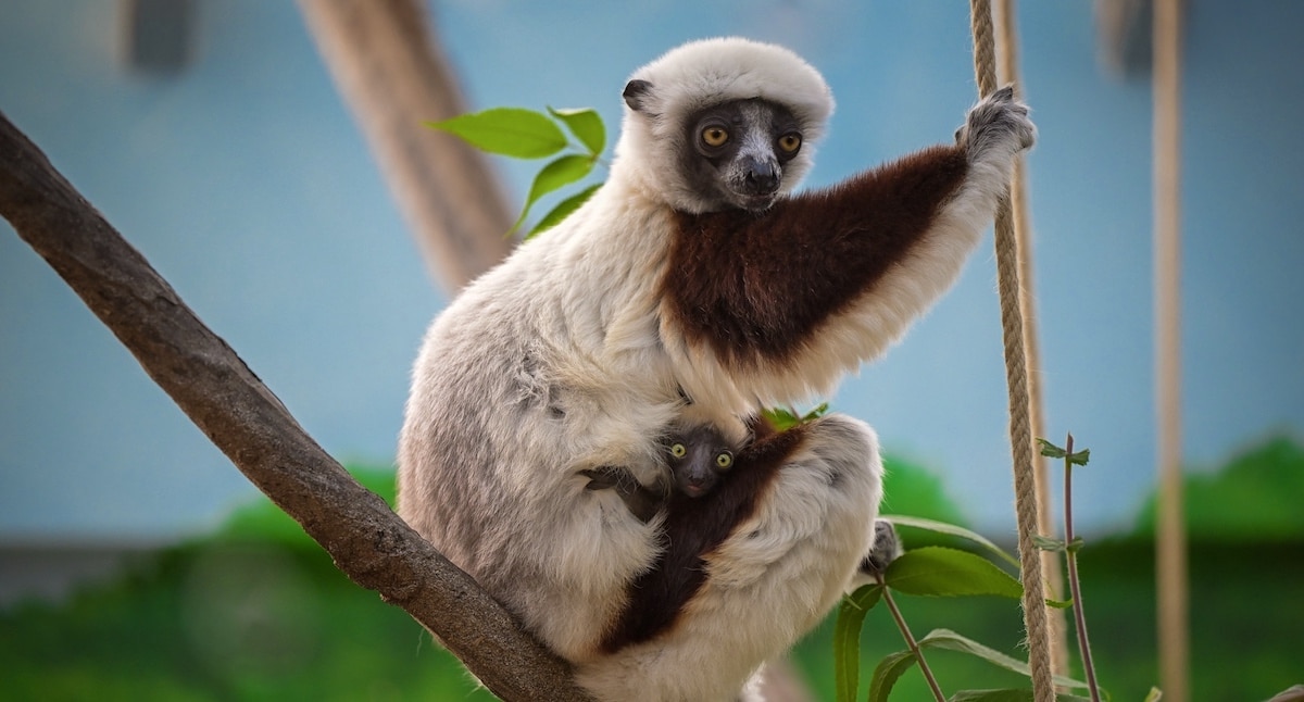 NRW Partnerzootag: Freier Eintritt in 12 Zoos und Tierparks