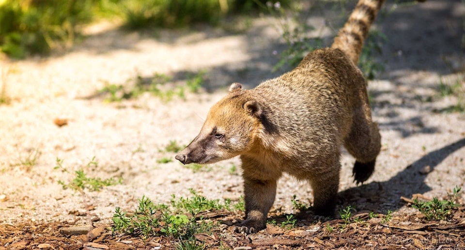Schwarzwaldzoo Waldkirch Gutschein 2 für 1 Coupon Ticket mit 50 Prozent Rabatt
