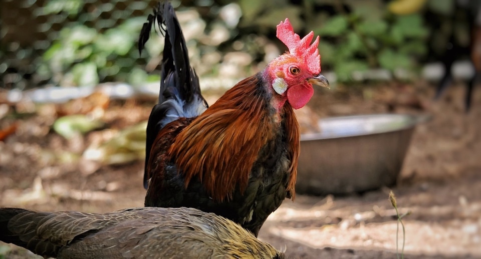 Schwarzwaldzoo Waldkirch Gutschein 2 für 1 Coupon Ticket mit 50 Prozent Rabatt