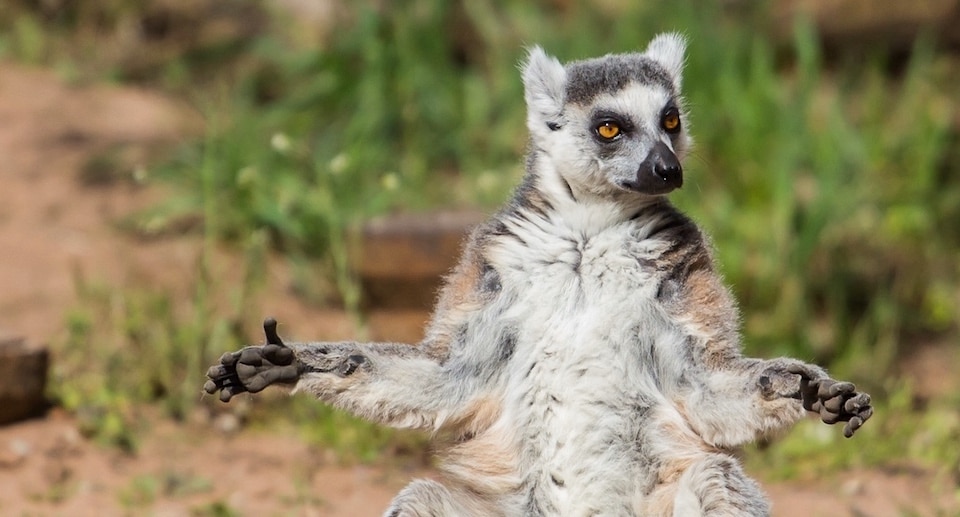 Zoo Kaiserslautern Gutschein 2 für 1 Coupon Ticket mit 50 Prozent Rabatt