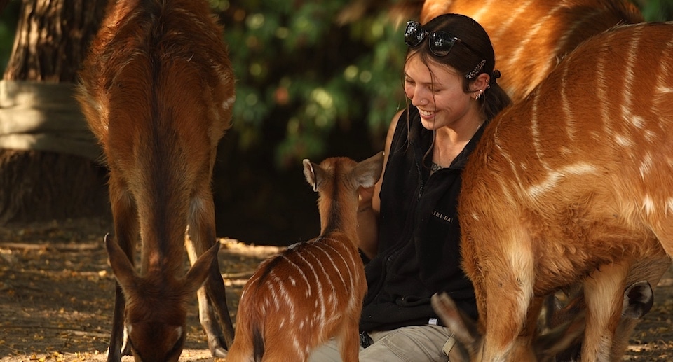 Zoo Pairi Daiza Gutschein 2 für 1 Coupon Ticket mit 50 Prozent Rabatt