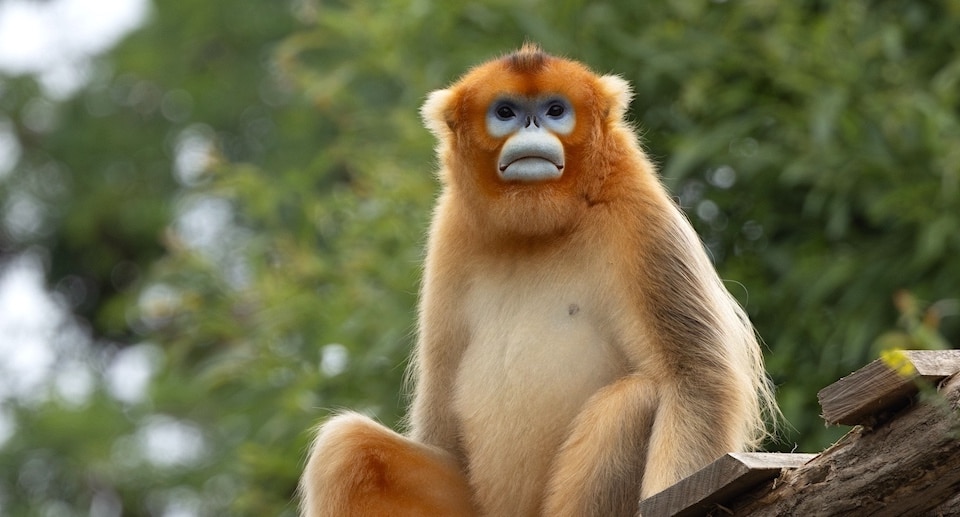 Zoo Pairi Daiza Gutschein 2 für 1 Coupon Ticket mit 50 Prozent Rabatt