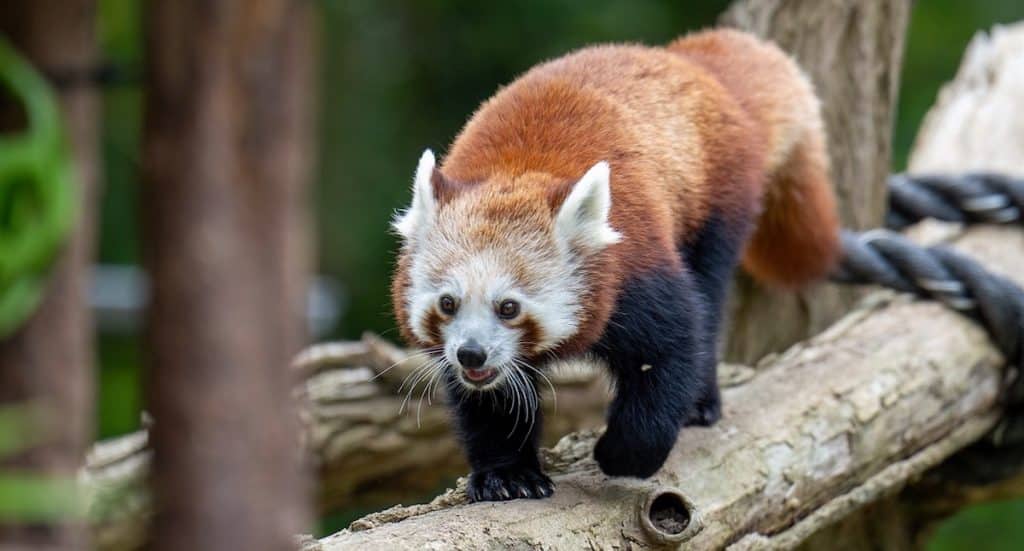 Zoo Rostock: Verlängerte Öffnungszeiten im Oktober 2025
