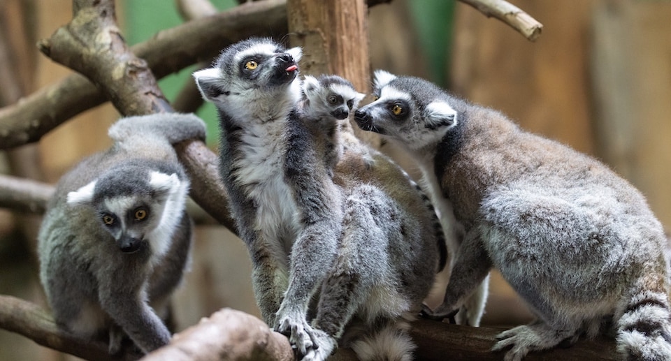Zoologischer Garten Neunkirchen Gutschein 2 für 1 Coupon Ticket mit 50 Prozent Rabatt