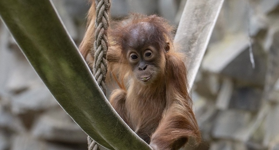 Zoologischer Garten Neunkirchen Gutschein 2 für 1 Coupon Ticket mit 50 Prozent Rabatt