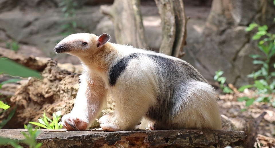 Zoologischer Stadtgarten Karlsruhe Gutschein 2 für 1 Coupon Ticket mit 50 Prozent Rabatt