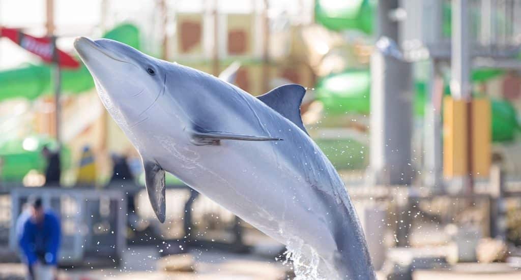 Dolfinarium Harderwijk: Tier-Shows weiterhin gestattet