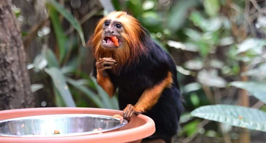 Kölner Zoo Gutschein: 25 Prozent Rabatt für E.ON Kunden