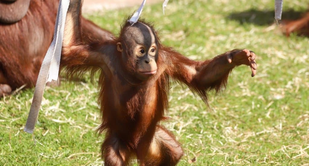 Paignton Zoo: Tierpark in Großbritannien steht zum Verkauf