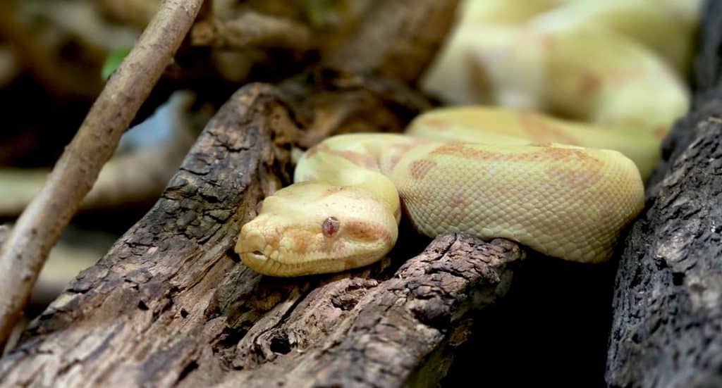 Reptilium Landau Gutschein: Tageskarte mit 55 Prozent Rabatt