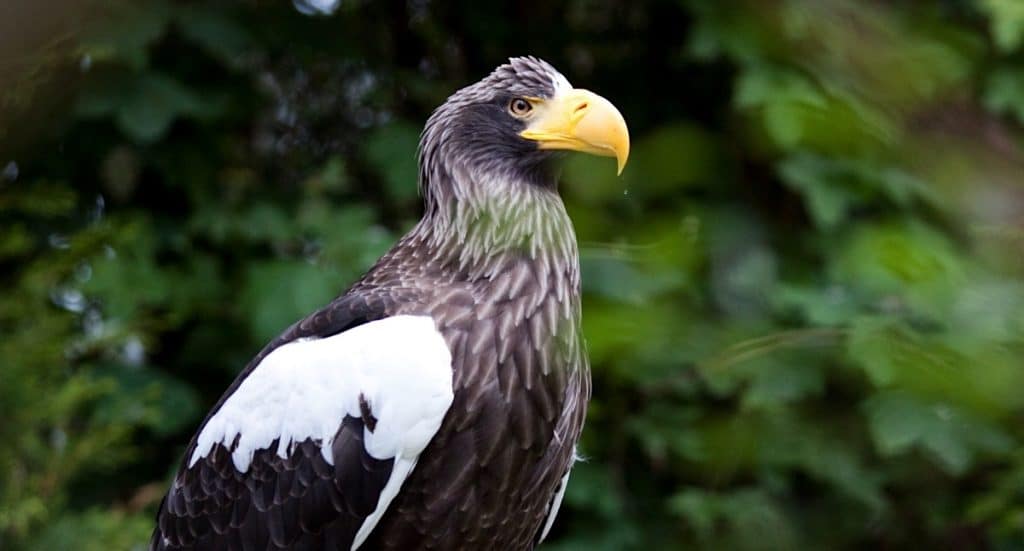 Weltvogelpark Walsrode Gutschein 2026 Ticket mit 40 Prozent Rabatt