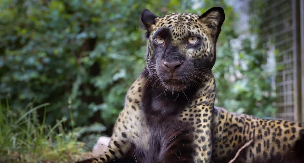 Wildkatzenzentrum Felidae Gutschein Ticket mit 17 Prozent Rabatt