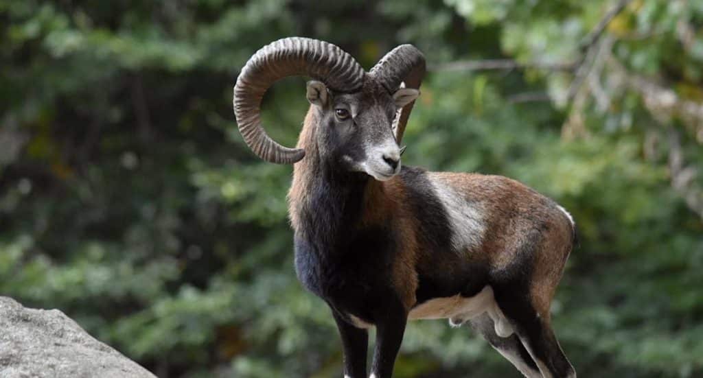 Wildpark Johannismühle Gutschein Ticket mit 20 Prozent Rabatt