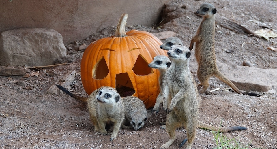 Zoo Osnabrück Halloween 2025