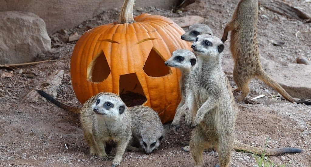 Zoo Osnabrück: Neue Raucherbereiche zum Schutz der Tiere