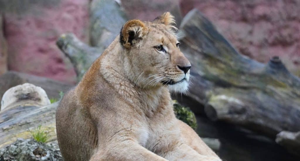 Erlebnis-Zoo Hannover: Eröffnung der 5. Christmas Garden