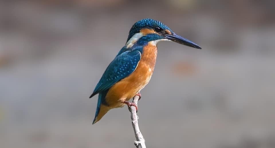 Kölner Zoo Gutschein 2026 Tickets mit 31 Prozent Rabatt