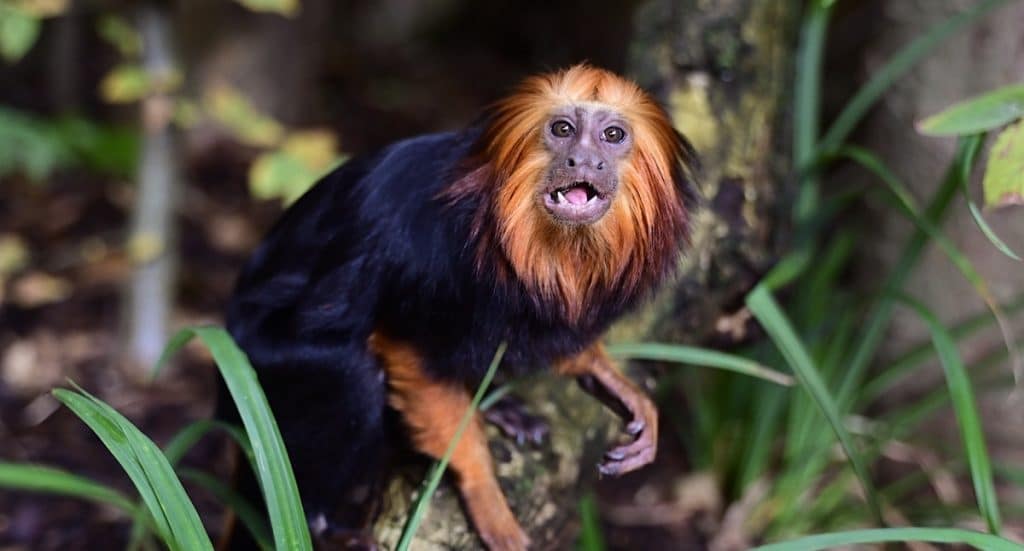 Kölner Zoo Gutschein 2026 Tickets mit 31 Prozent Rabatt