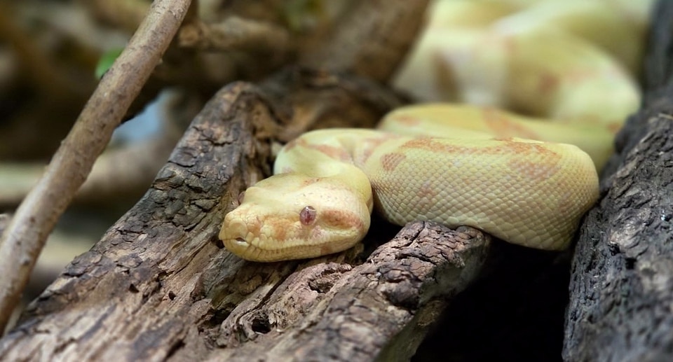 Reptilium Landau Gutschein 2026 Ticket mit 51 Prozent Rabatt