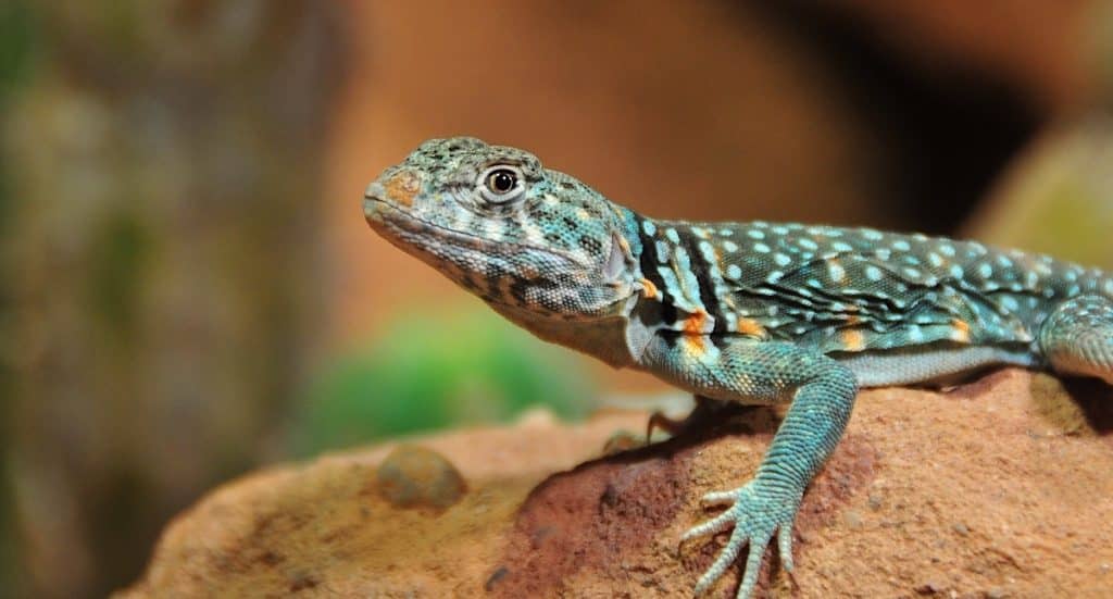 Reptilium Landau Gutschein 2026 Ticket mit 51 Prozent Rabatt