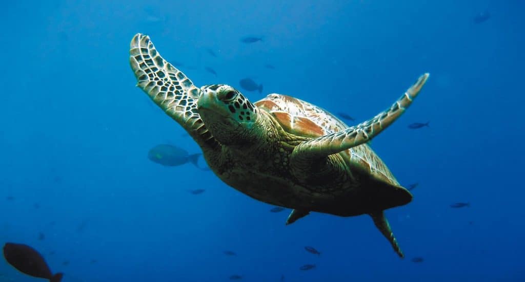 SEA LIFE Hannover Gutschein 2026 mit 1,90 Euro Rabatt