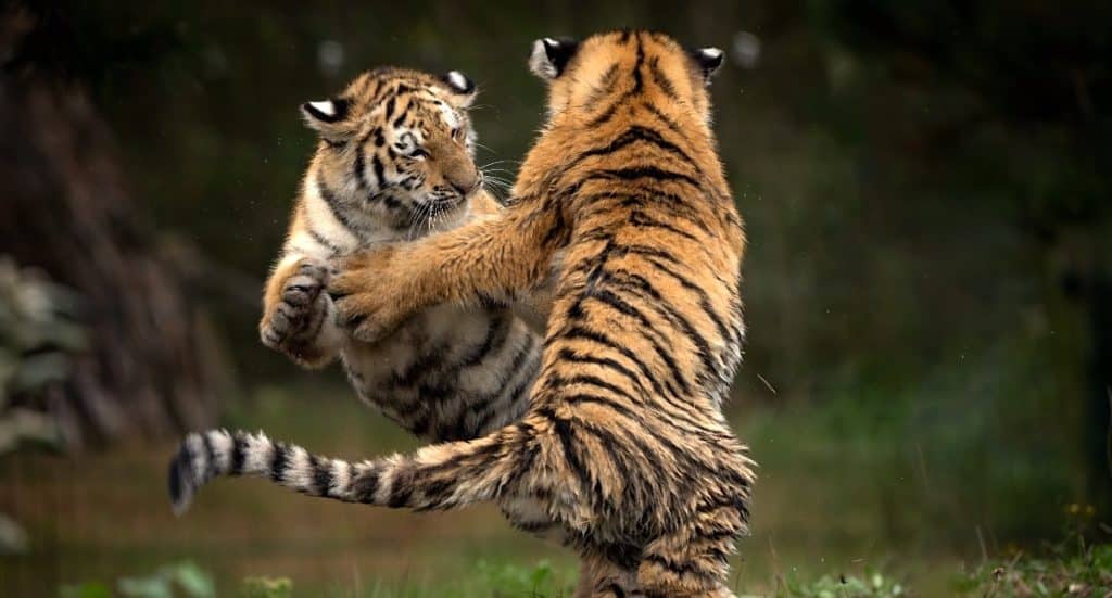 Safaripark Beekse Bergen Gutschein 2026 mit 30 Prozent Rabatt