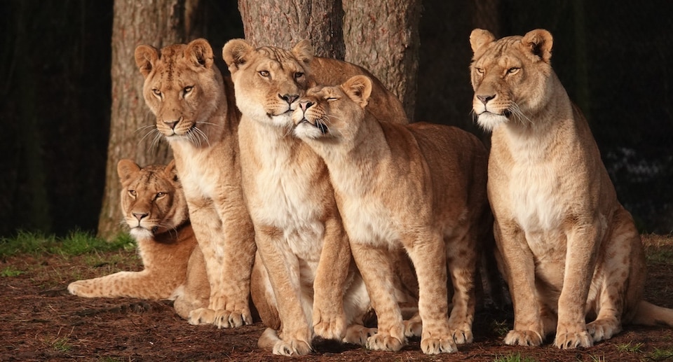 Safaripark Beekse Bergen Gutschein 2026 mit 30 Prozent Rabatt