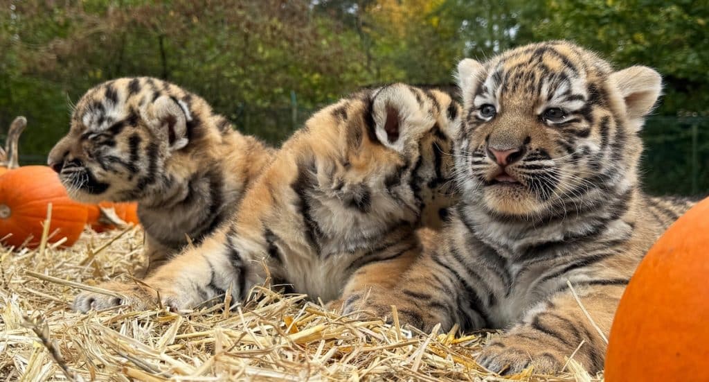 Serengeti-Park: Nachwuchs bei den Sibirischen Tigern