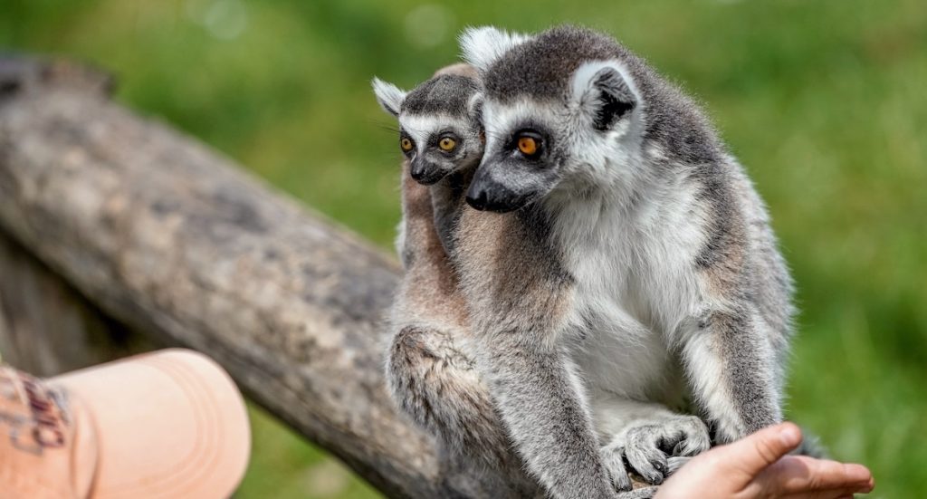 Serengeti-Park: Wintersaison 2025 2026 mit großem Lichterfestival