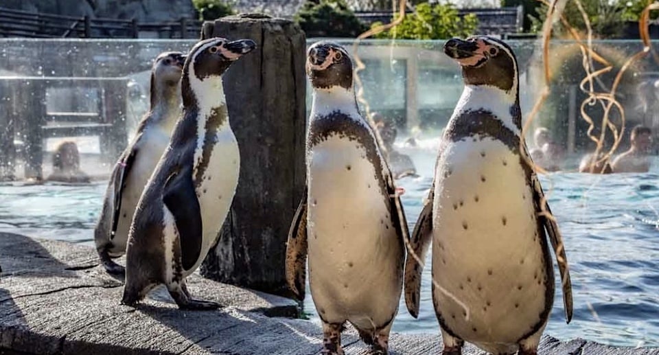 Spreewelten Lübbenau Gutschein Tickets mit 55 Prozent Rabatt