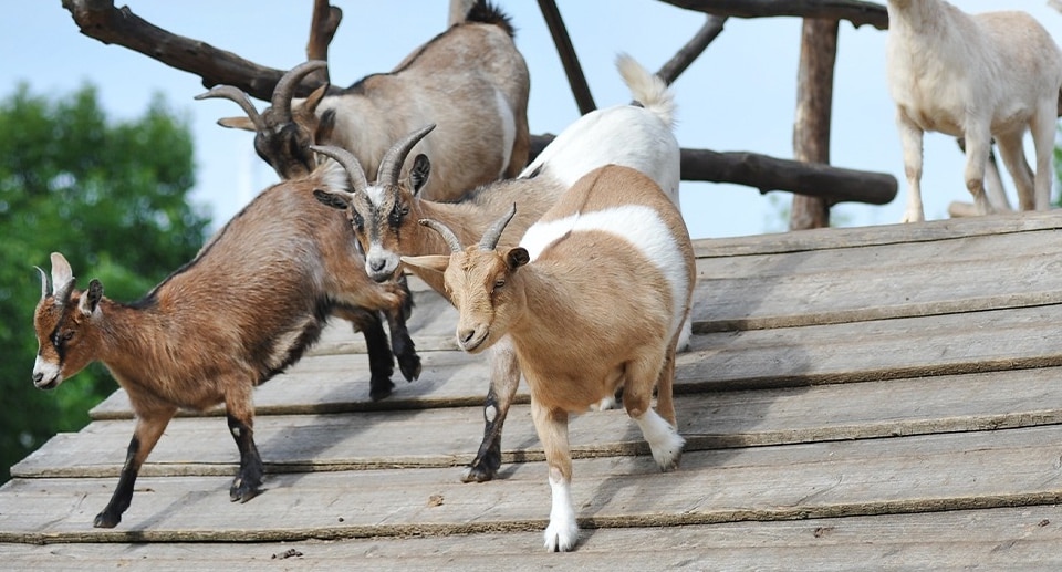 Wild- und Freizeitpark Klotten Gutschein mit 22 Prozent Rabatt
