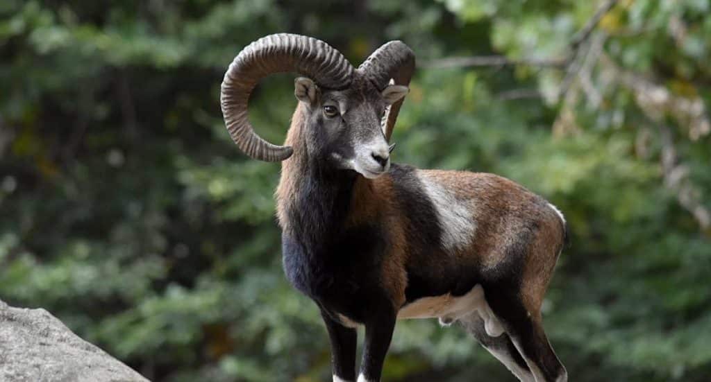 Wildpark Johannismühle Gutschein 2026 mit 33 Prozent Rabatt