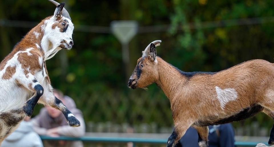 Zoo Magdeburg Gutschein 2026 Ticket mit 40 Prozent Rabatt