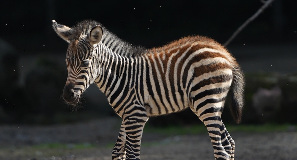 ZOOM Erlebniswelt Gutschein 2026 Ticket mit 38 Prozent Rabatt