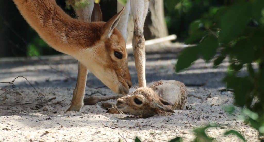 Zoo Osnabrück: Jahreskarten Preise Saison 2026 steigen